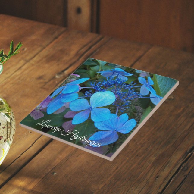 Blå Lacecap Hortensia Blomma Kakelplatta (In Situ)