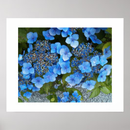 Blå lakecap Hydrangea-Blommigt Fotografi Poster