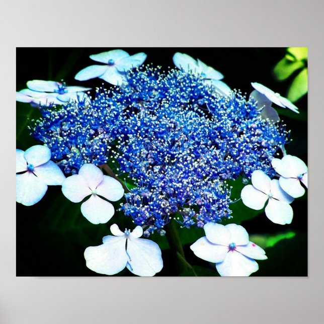 Blå lakecap Hydrangea Flower Close Up Poster (Framsidan)