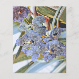 Blå lavander färgad orchid-blommor