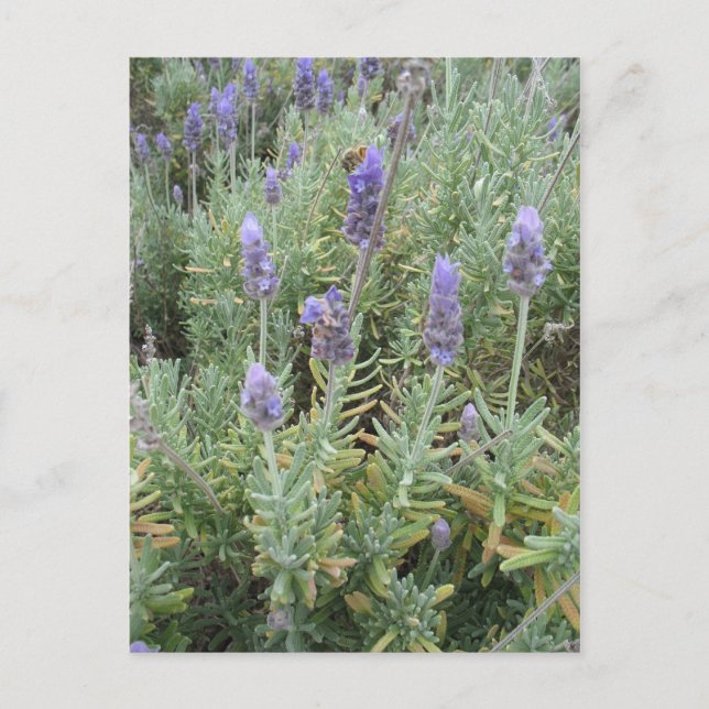 blå lavender och bin vykort (Framsida)