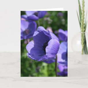 Blå Lila Anemon Blommig Fotografering GC Kort