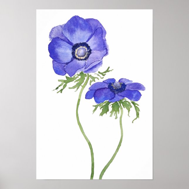 Blå lila-anemonblommor, vattenfärg poster (Framsidan)