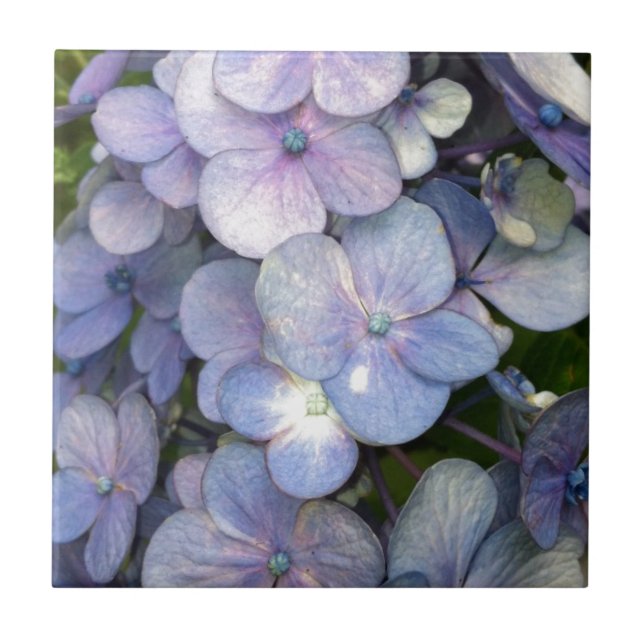 Blå Lila Hydrangea Ceramic Tile Kakelplatta (Framsidan)