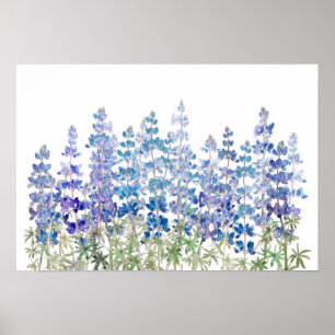 Blå lila lupin Blommor fält vågrät Poster