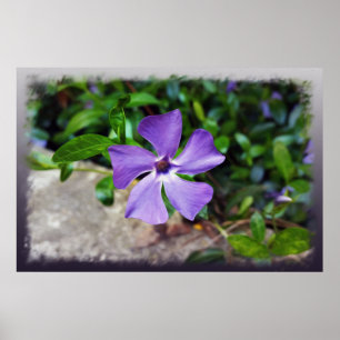 Blå lila petals poster