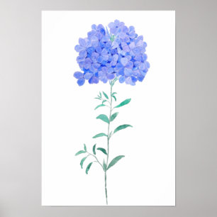 Blå lila Plumbago auriculata-blomma vatten färg Poster