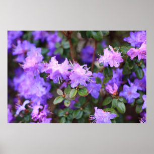 blå lila rhododendron poster