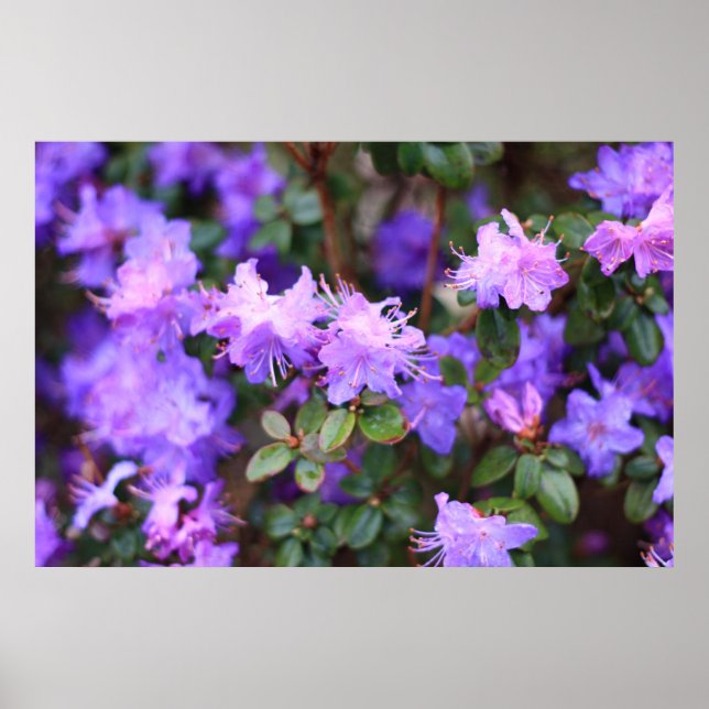 blå lila rhododendron poster (Framsidan)