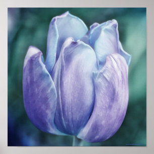 Blå Lila Tulip-fotografisk utskrift Poster