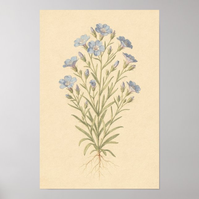 Blå Lin Botanisk Studie | 12 × 18 Affisch (Framsidan)