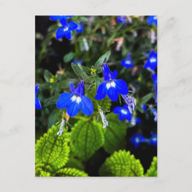 Blå Lobelia i skuggan Vykort (Framsida)