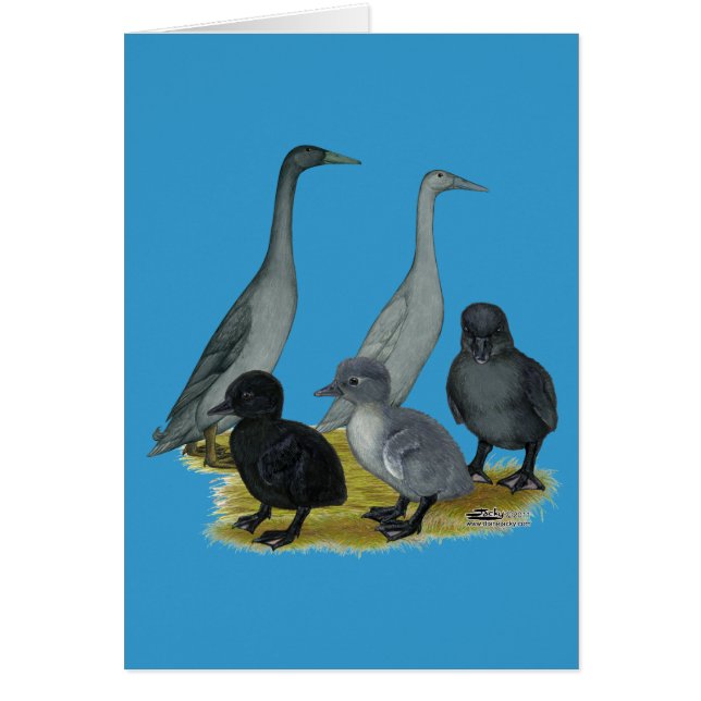 Blå löparducks familj OBS kort (Framsidan)
