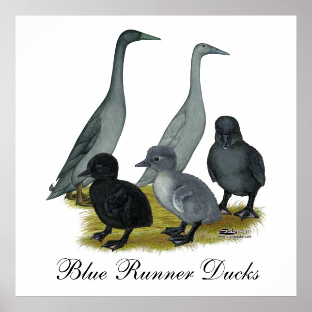 Blå löparducks familj poster (Framsidan)