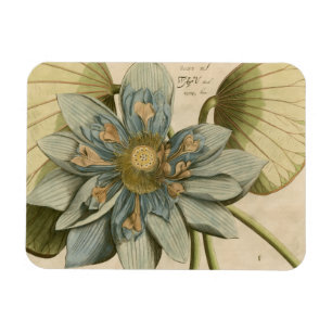 Blå Lotus blommar på Tan-bakgrunden med skrivning Magnet