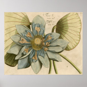 Blå Lotus blommar på Tan-bakgrunden med skrivning Poster
