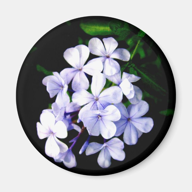 Blå Magnet (Framsidan)