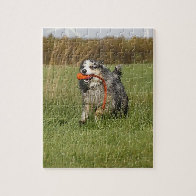 blå merle aussie som springer med leksak pussel (Vertikal)