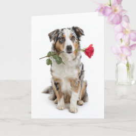 Blå Merle Aussie Valentine – Hängiven kärlek Kort