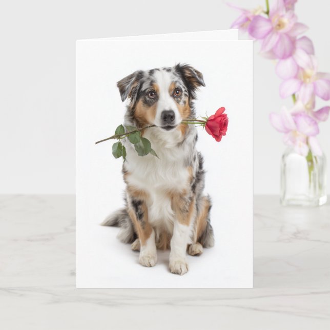 Blå Merle Aussie Valentine – Hängiven Kärlek Kort (Orkide)