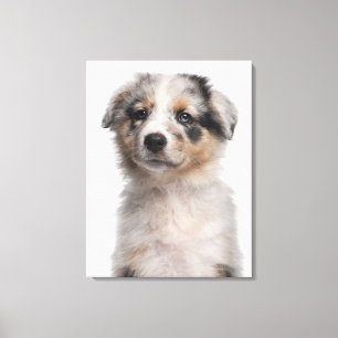 Blå Merle Australian shepherd-valp Canvastryck