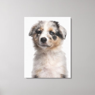 Blå Merle Australian shepherd-valp Canvastryck