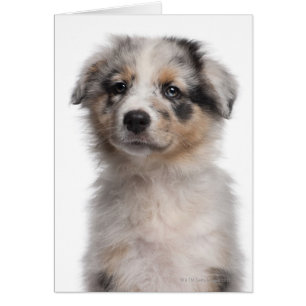 Blå Merle Australian shepherd-valp Hälsningskort