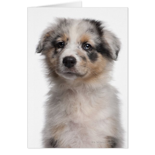 Blå Merle Australian shepherd-valp Hälsningskort (Framsidan)