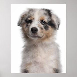 Blå Merle Australian shepherd-valp Poster