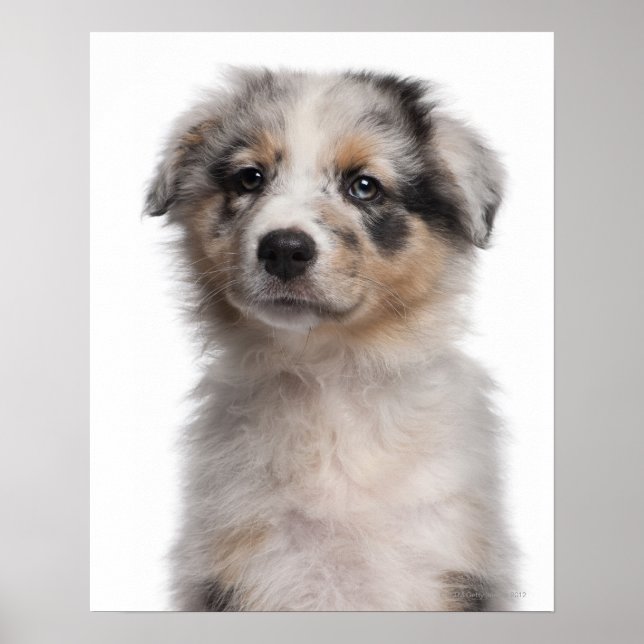 Blå Merle Australian shepherd-valp Poster (Framsidan)