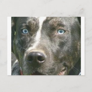 blå merle catahoula.png vykort