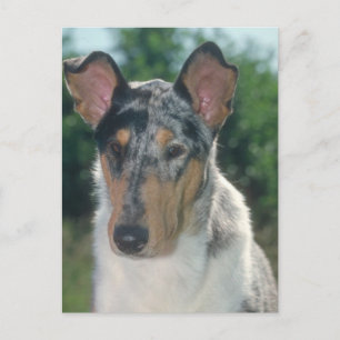 Blå Merle Collie Smooth Jackar Vykort