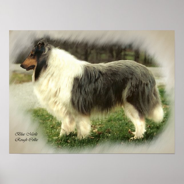 Blå Merle Rough Collie Art Gifts Poster (Framsidan)