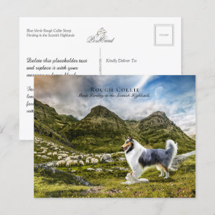 Blå Merle Rough Collie - Inkasserbar Vykort