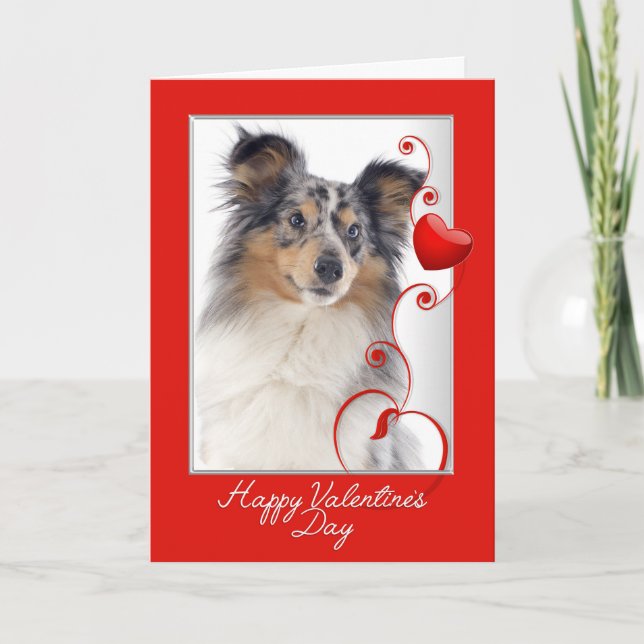 Blå Merle Sheltie Valentine Helgkort (Framsida)