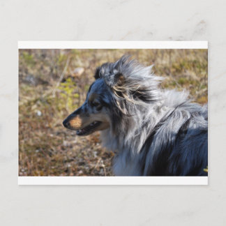Blå Merle Shetlandsponke Vykort