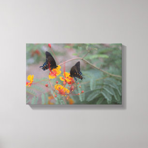 Blå monarch Pair Butterfly's Photography Canvas