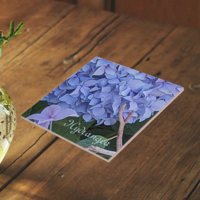 Blå Mophead Hortensia Blomma Blommig Kakelplatta (In Situ)