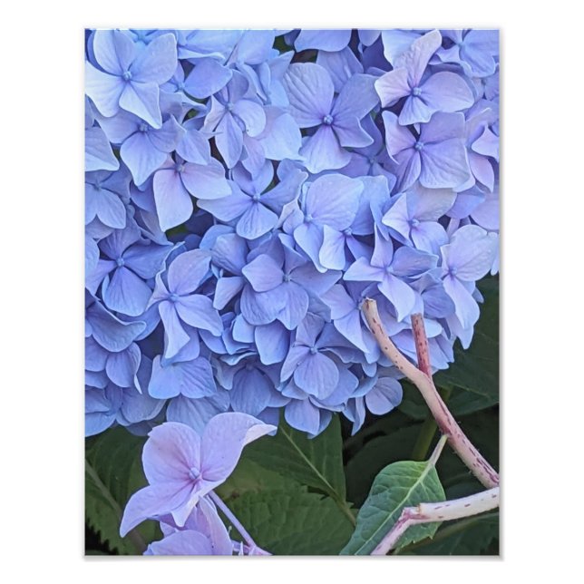 Blå Mophead Hortensia Blommande Blomma Fototryck (Framsidan)