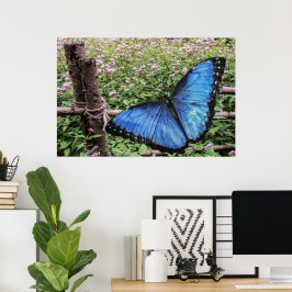 Blå morfo Butterfly Rustic Design Poster