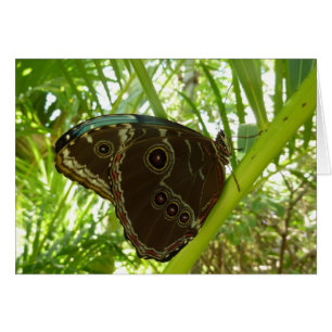 Blå morfo Butterfly Tropical Nature Photography Hälsningskort
