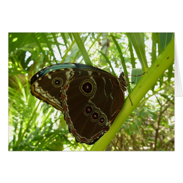 Blå morfo Butterfly Tropical Nature Photography Hälsningskort (Framsidan Horizontal)