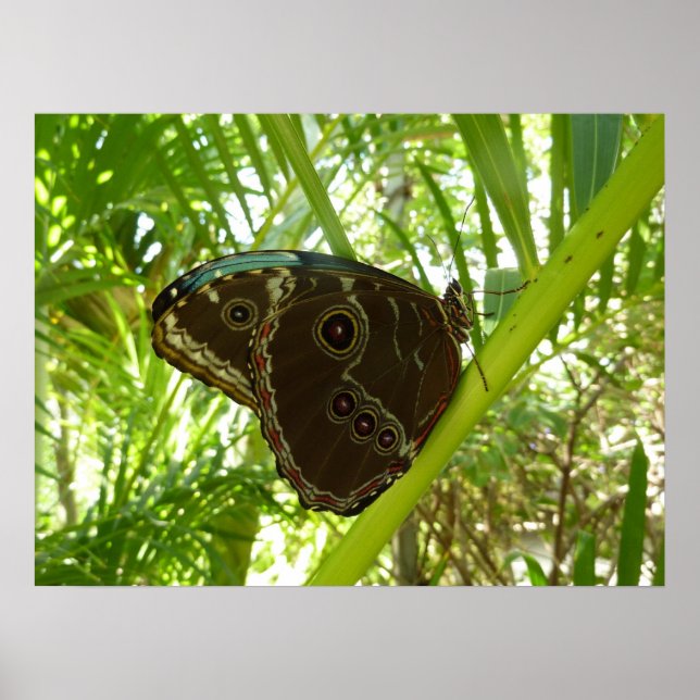 Blå morfo Butterfly Tropical Nature Photography Poster (Framsidan)