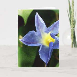 Blå morgon Glory Flower Kort