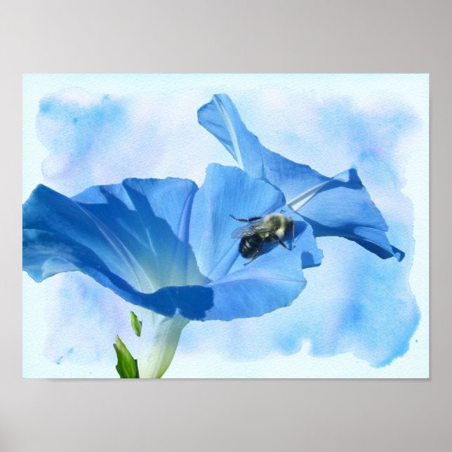 Blå morgon Glory och Bumblebee Poster (Framsidan)