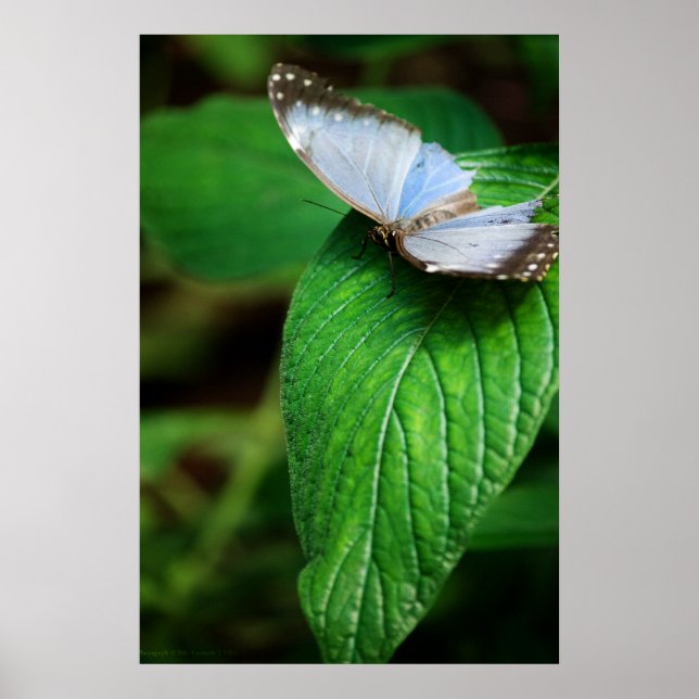 Blå Morpho 112 Print Poster (Framsidan)