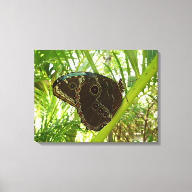 Blå Morpho Fjäril Naturfotografi Canvastryck (Framsida)