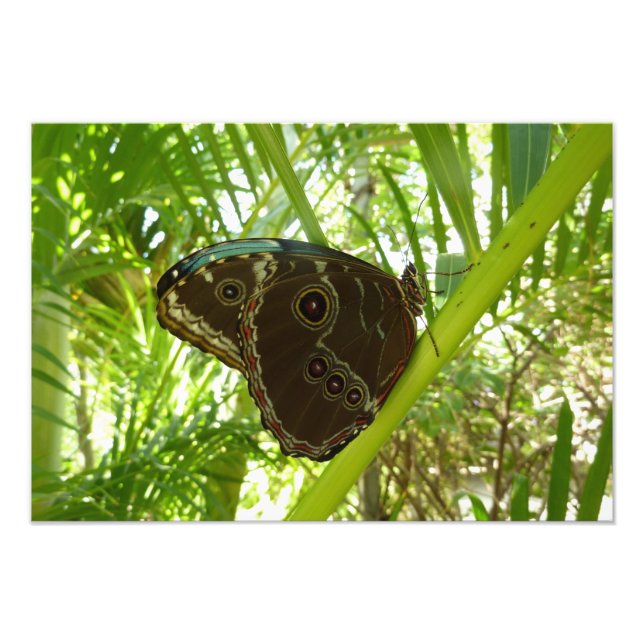 Blå Morpho Fjäril Naturfotografi Fototryck (Framsidan)