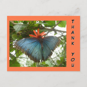 Blå Morpho Fjäril på Blomma Tack Kort