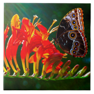 Blå morpho fjäril på Crocosmia Lucifer blommor Kakelplatta
